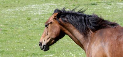 Bay horse with ears back in field 